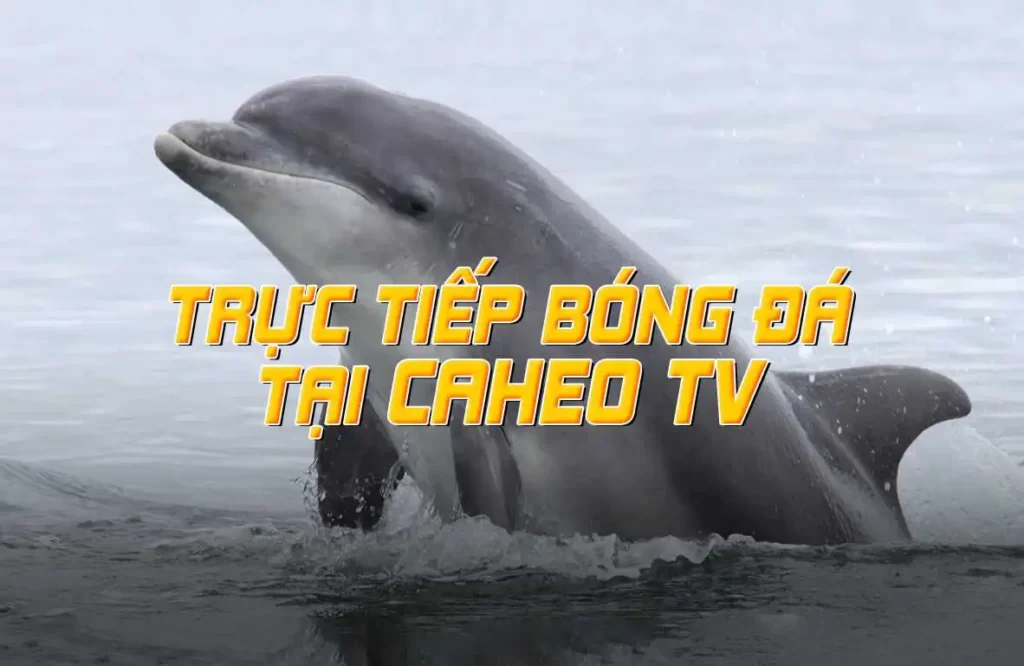 Hiện nay, Sân chọi gà Tomo đã phát triển thành một sân chọi gà hiện đại đạt tiêu chuẩn Vaobo88 - Vaobo88