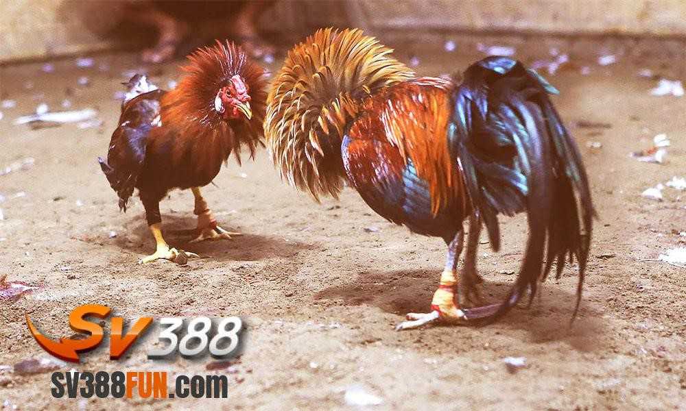 Người dùng mới có thể đăng nhập vào cổng thông tin 68Win Games bằng cách nào? - 68Win