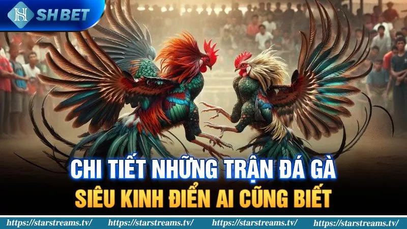 Mb66 cam kết cung cấp nhiều lựa chọn cá cược đa dạng - Mb66